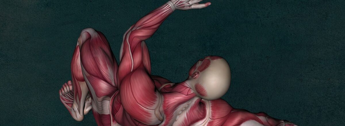 anatomy, muscle, muscular system-2148324.jpg