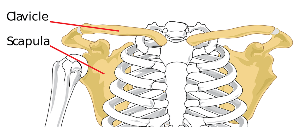 clavical, scapula, shoulder-41577.jpg