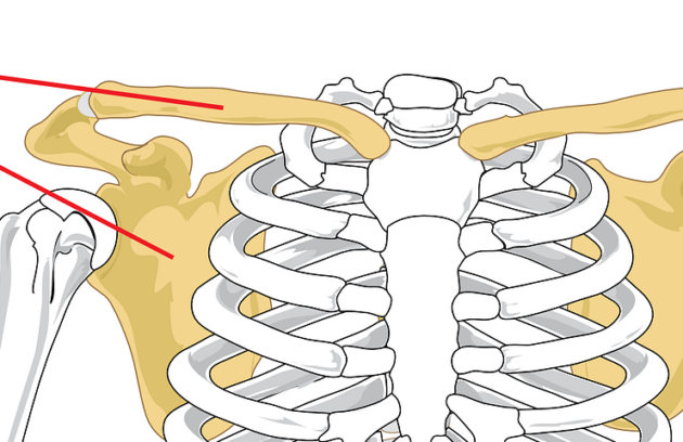 clavical, scapula, shoulder-41577.jpg