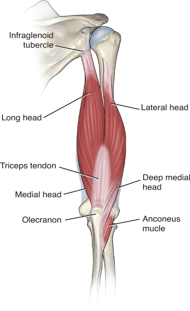 The ArmDoc - Triceps Tendon Ruptures
